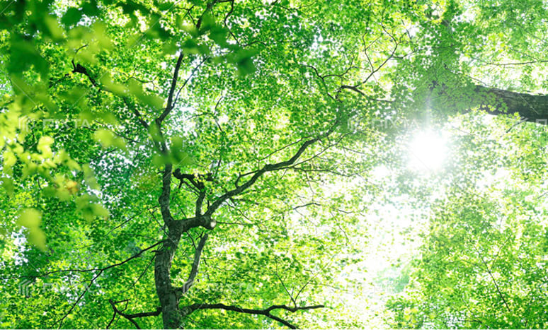 サステナビリティ